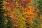 USA, Wisconsin, Chequamegon-Nicolet National Forest. Autumn-colored maple trees in forest. Art Print